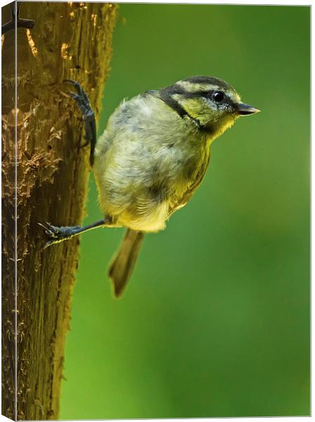 Juvenile Blue Tit on Tree Trunk Canvas Print by Sue Dudley