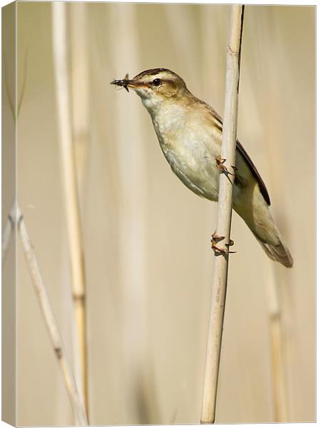 Sedge Warbler with Food Canvas Print by Sue Dudley
