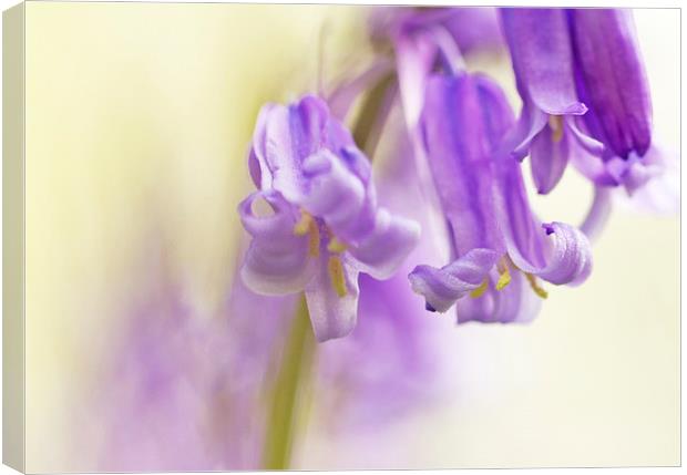 Bluebell detail Canvas Print by Sue Dudley