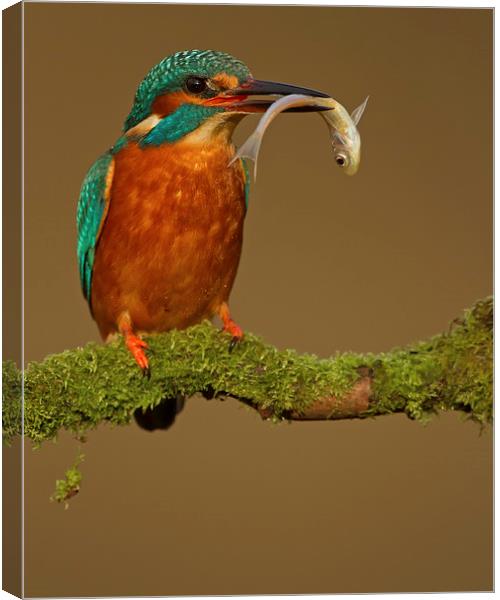 Kingfisher with Catch Canvas Print by Sue Dudley