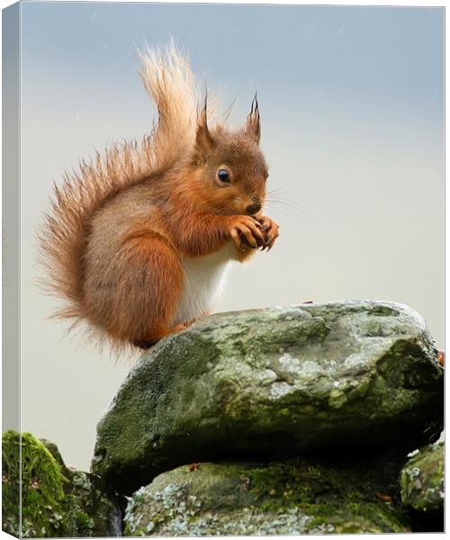 Red Squirrel Canvas Print by Sue Dudley
