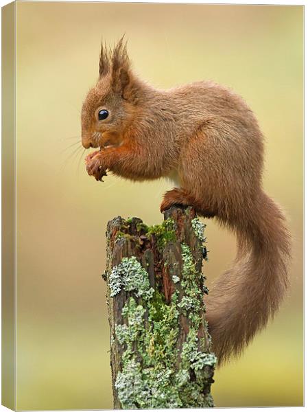 Red Squirrel in the Rain Canvas Print by Sue Dudley