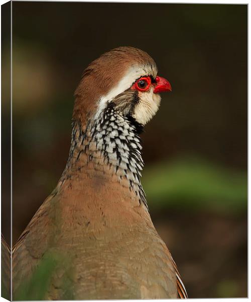 Red Legged Partridge Canvas Print by Sue Dudley