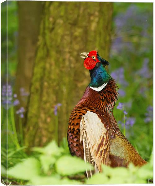 Cock of the Wood Canvas Print by Sue Dudley