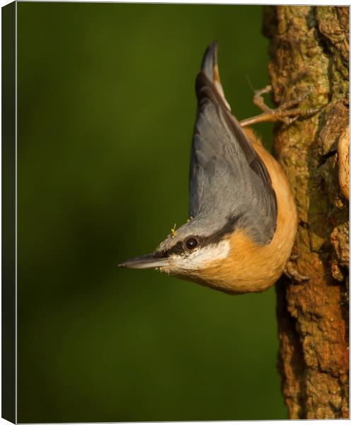  Hanging On Canvas Print by Sue Dudley