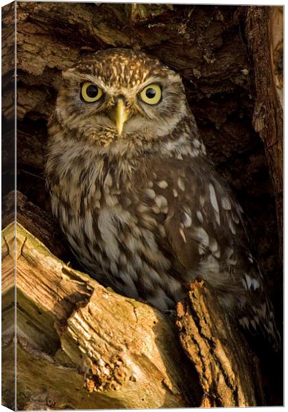  Little Owl in Tree Canvas Print by Sue Dudley