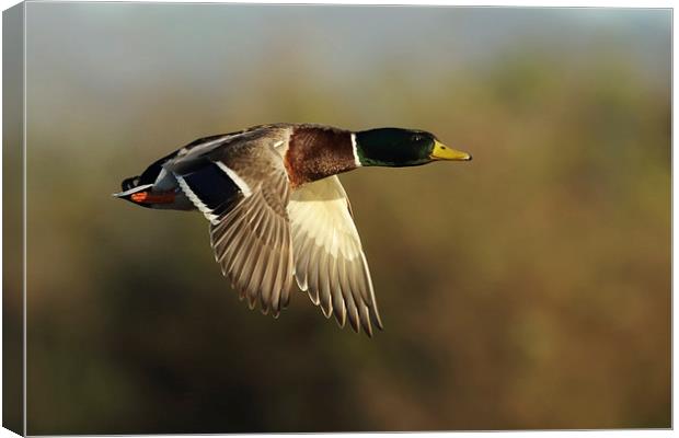  Autumn Flight Canvas Print by Sue Dudley