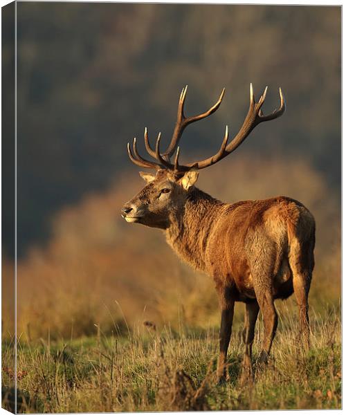  King of the Autumn Canvas Print by Sue Dudley