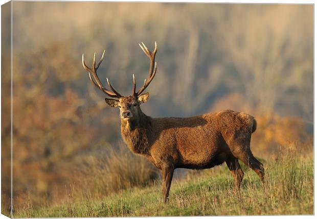  Autumnal Stag Canvas Print by Sue Dudley