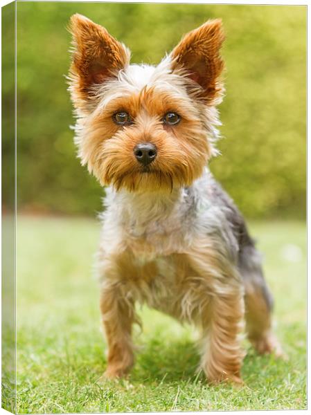  Yorkshire Terrier Canvas Print by Sue Dudley