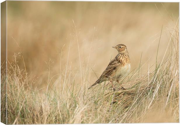  Skylark Canvas Print by Sue Dudley