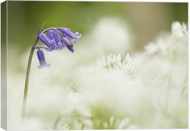  Wild Flowers - Bluebell in Wild Garlic Canvas Print by Sue Dudley