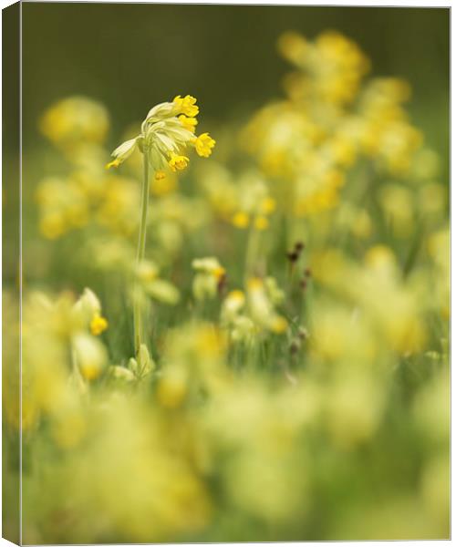  Spring Cowslips Canvas Print by Sue Dudley