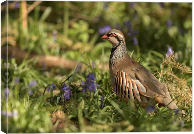  Partridge in Bluebells Canvas Print by Sue Dudley