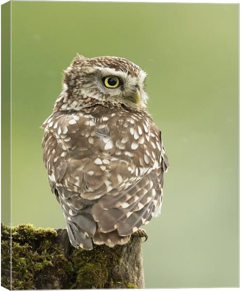  Perched Little Owl Canvas Print by Sue Dudley