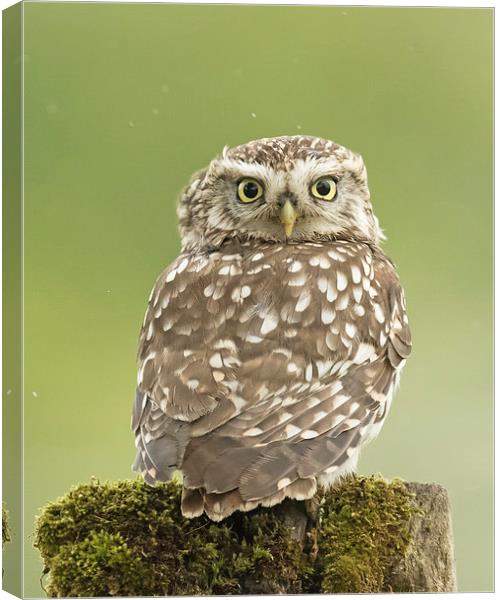  Little Owl in the Rain Canvas Print by Sue Dudley