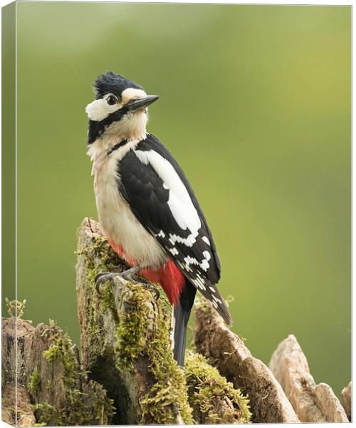  Woodpecker on Dry Stone Wall Canvas Print by Sue Dudley