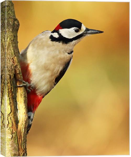  Autumnal Woodpecker Canvas Print by Sue Dudley