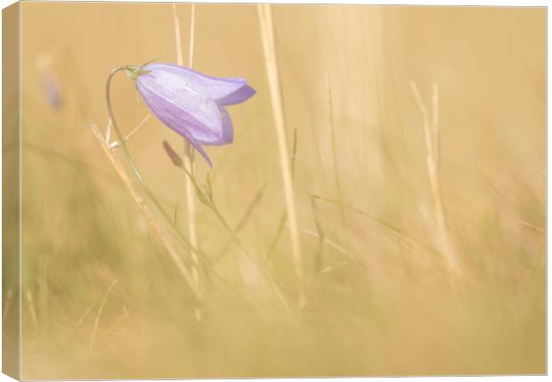 Lone Harebell Canvas Print by Sue Dudley
