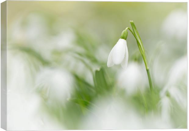 Snowdrop Frenzy Canvas Print by Sue Dudley
