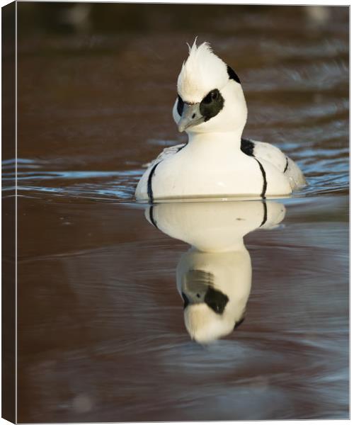 Reflected Smew (portrait format) Canvas Print by Sue Dudley