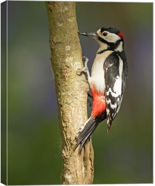 Spring Woodpecker Canvas Print by Sue Dudley