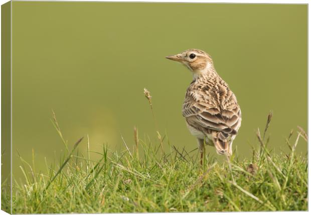 Watchful Lark Canvas Print by Sue Dudley