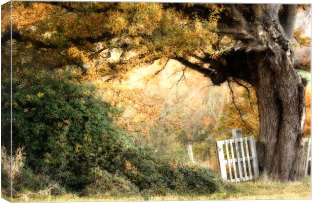 Gateway to Autumn Canvas Print by Sue Dudley