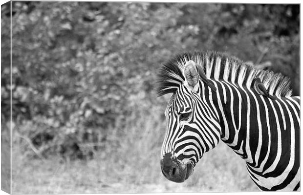Zebra and Oxpeckers Canvas Print by Alistair du Plessis