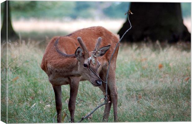 Baby Deer at Richmond Park London Canvas Print by Mark Gracey