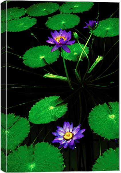 Lily Lilac Canvas Print by david joseph