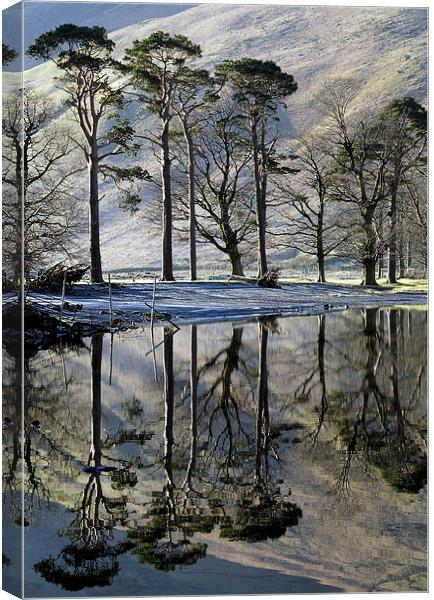 Buttermere Pines Canvas Print by Martin Parratt