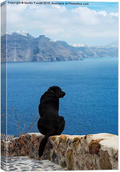 Santorini Dog Canvas Print by Martin Parratt