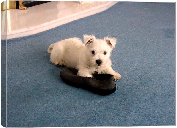 The Westie and a slipper Canvas Print by Bill Lighterness