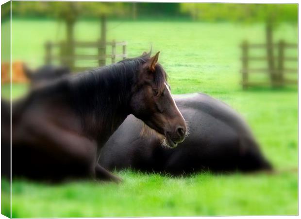 Horse at rest Canvas Print by Bill Lighterness
