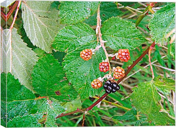 Blackberries Out on a limb ! Canvas Print by Bill Lighterness