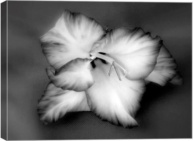 Black Gladiola Canvas Print by Bill Lighterness