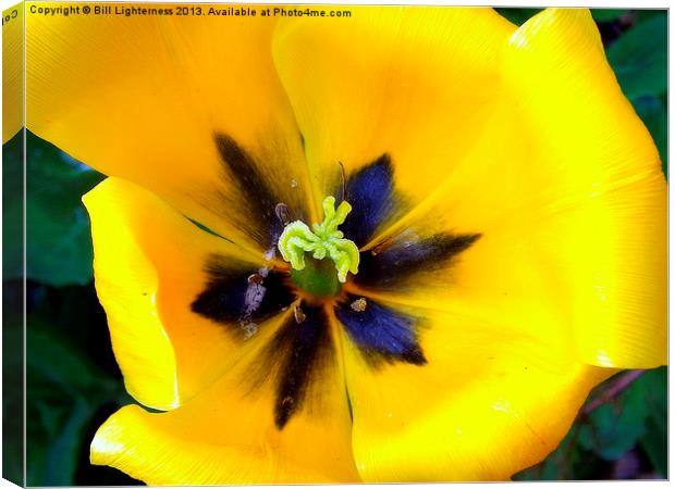 Yellow Tulipa Canvas Print by Bill Lighterness