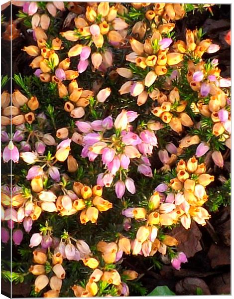 Tiny heather flowers Canvas Print by Bill Lighterness