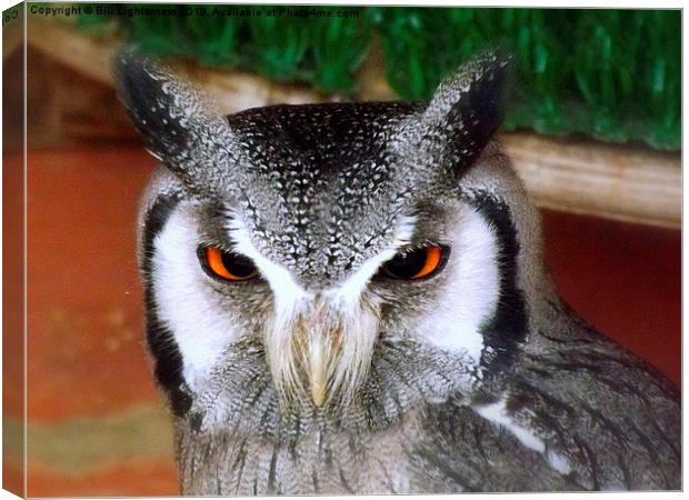 White faced scops owl Canvas Print by Bill Lighterness