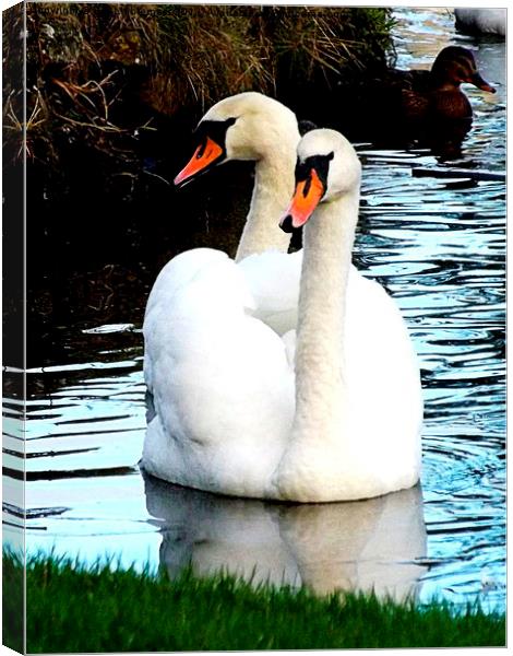 Two headed swan ! Canvas Print by Bill Lighterness