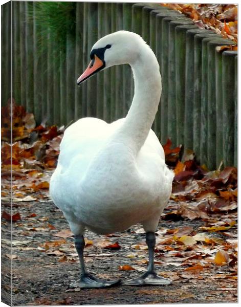 Dry footed swan Canvas Print by Bill Lighterness
