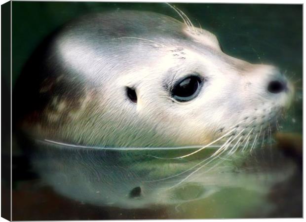 Beauty of the seal Canvas Print by Bill Lighterness