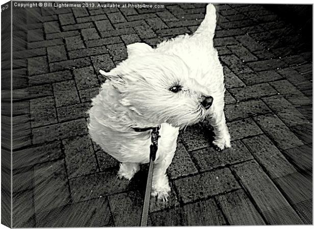 Windswept Westie Dog Canvas Print by Bill Lighterness
