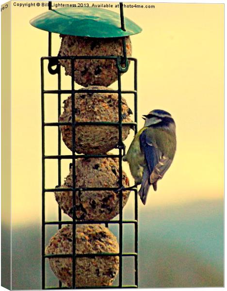 Blue Tit and Fat Balls Canvas Print by Bill Lighterness