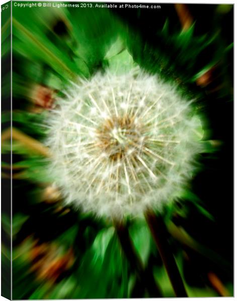 Dandelion the Weed ! Canvas Print by Bill Lighterness