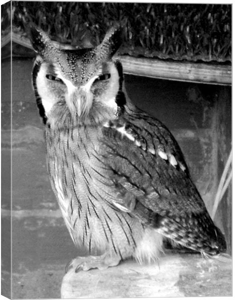 Scops Owl , Black and white Canvas Print by Bill Lighterness