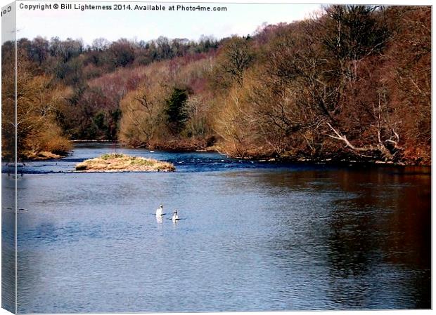 Swans on the Clyde Canvas Print by Bill Lighterness