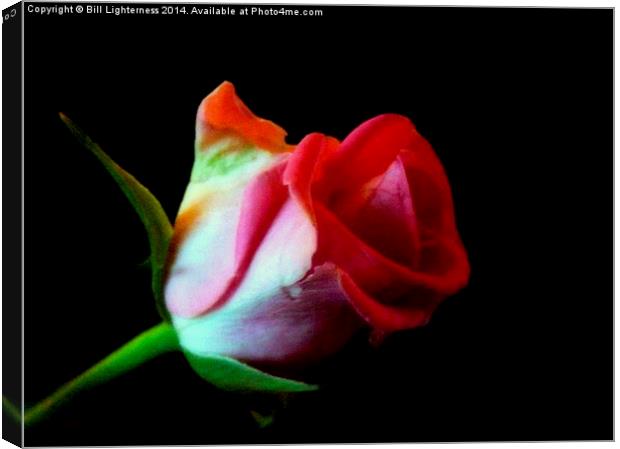 The Rose Out Of Black Canvas Print by Bill Lighterness