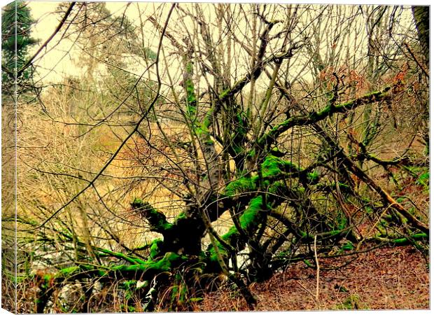 The Green Tree Canvas Print by Bill Lighterness